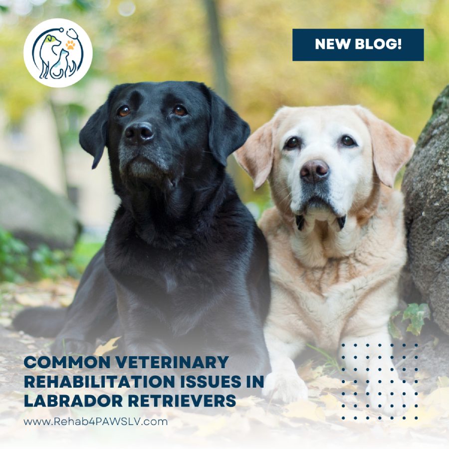 R4P Blog – Lab Retriever Issues