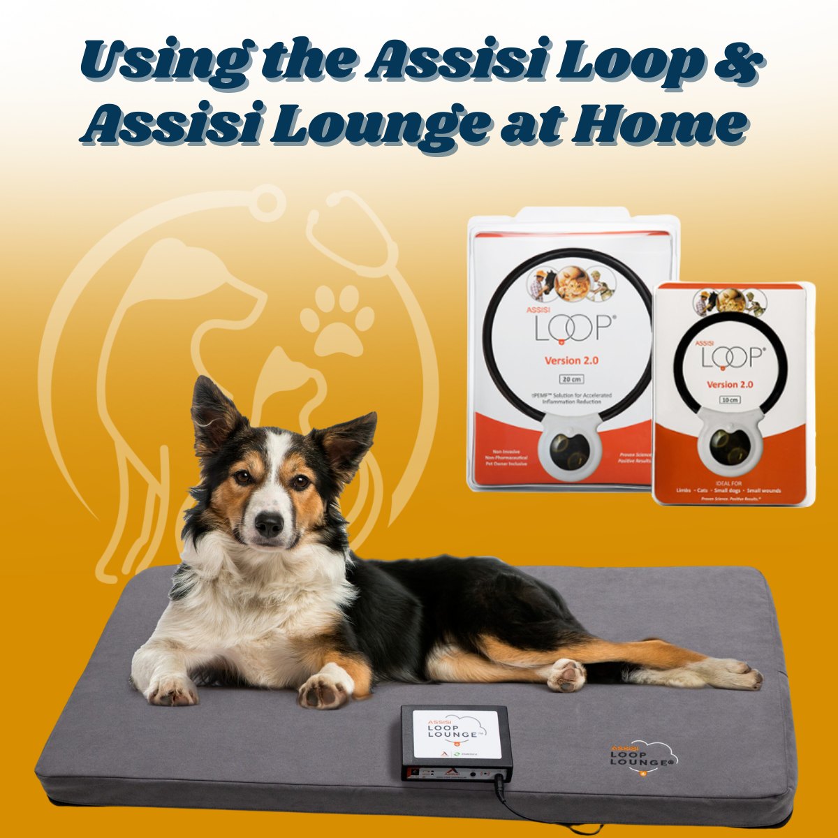 Using the Assisi Loop & Assisi Lounge at Home